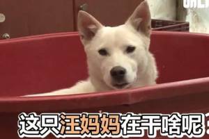 一群被遗弃的小奶猫被善良狗妈妈收养 狗宝宝:嫉妒使我面目全非