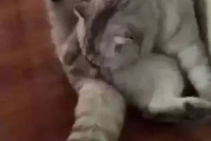 一只做完绝育后的猫咪,发现蛋蛋没了的表情亮了!