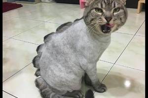 猫咪全身的毛发被剃光了,唯独背部到尾巴没有剃,这是一条龙吗?
