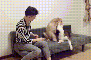 哈士奇咬了金毛一口,金毛却过来咬了主人!金毛:让你看热闹!