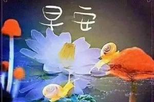 2019夏天早上好快乐问候祝福短信大全,早晨好漂亮早上问候图片鲜花带