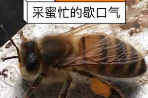 小蜜蜂两只腿上,都是采回来的花粉!太勤劳了,物以类聚呀!