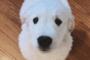 比泰迪还持久的猛犬——斑点狗!