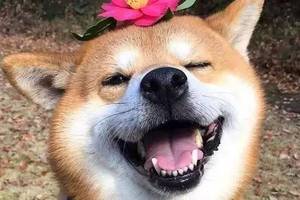 行走的表情包:治愈系柴犬被喻