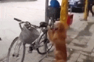 搞笑gif:哥们,你家狗子太聪明了,能看自行车