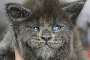 缅因猫天生臭脸,皱眉头表情超有戏,被封人脸猫!