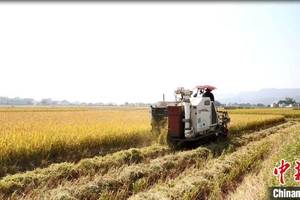 “90后”大学毕业生梅州当农民建千亩水稻基地