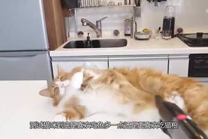 把鱼和猫粮同时放在猫咪面前,猫咪会选择哪一个?