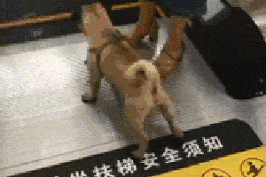 gif搞笑:妹子你这样睡着了,包会被偷走的