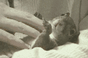 萌宠搞笑gif:感觉人生已经达到了巅峰