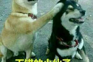 狗狗怼人系列表情包:和我怼一下看看谁厉害