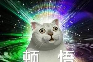 熊猫头表情包合集|good night你们这群单身狗