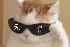 猫咪戴墨镜表情包