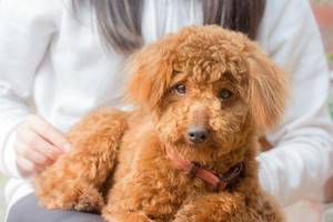 泰迪犬"嗷呜"叫到底是什么意思?这5种叫声,意思都不一样