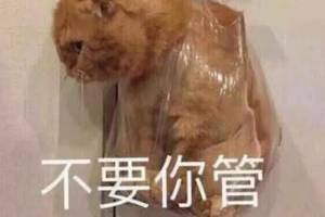 女友生气撒娇猫咪表情包:不要你管,我生气了,绝交5分钟