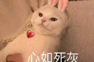 原创土狗被拴了10年,临终前才被放生,它的反应却令人愧疚不已
