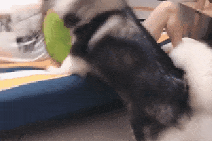 搞笑gif趣图:哥们,是让你向后倒,不是向前!