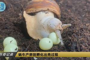 蜗牛下蛋及蜗牛宝宝奇妙的孵化成长过程