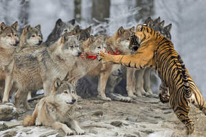 老虎拥有与狼群一战的实力吗?看东北虎与狼在西伯利亚一带的较量