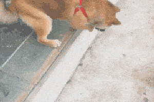 300_200 gif 动态图 动图