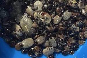 狗狗拉泥状的便便怎么办?狗便便不成形怎么处理?