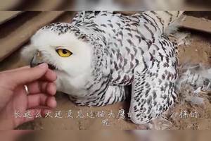猫头鹰生了几个蛋,主人非要摸一下,猫头鹰-你行你孵吧!