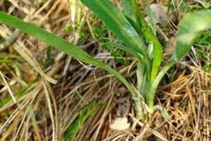 野菜一定要挖根,人称"兔儿奶",根比叶子好吃