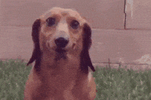 搞笑gif:新郎,你这暴脾气能找到媳妇就不错了,还这么多毛病