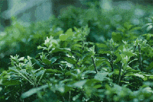 你被乱花渐欲迷了眼?来看看春雨下的齐鲁大地,美成壁纸!