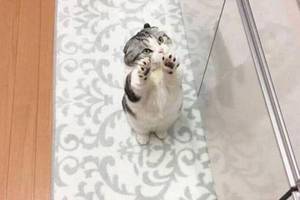 猫咪堵在门口求抱抱,铲屎官嫌烦拒绝了,随后的样子让人感到慌了