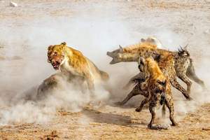 鬣狗总是抢狮子的食物,狮子为什么不将鬣狗全部消灭?