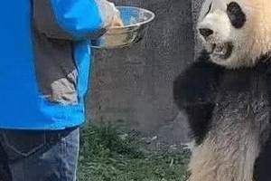 熊猫"叉腰"走红网络,网友:被照片逗乐了,差点一口水喷电脑上