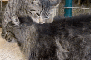 猫: