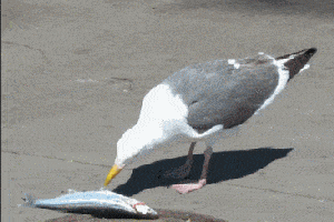 【二篇】:①海鸥是个大喉咙②海鸥吞下一条蛇③海鸥吞下