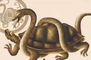 神兽"玄武"真实存在,1984年,湖南发现一只蛇形龟研究至今!