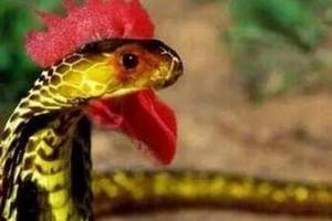 争议很大的一种蛇类,野鸡脖子蛇是有毒蛇,还是无毒蛇?
