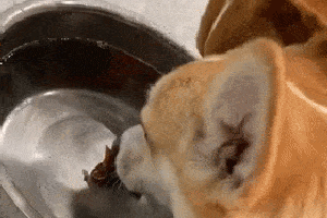 一日吸猫终身想猫! 论那些二次元知名猫咪