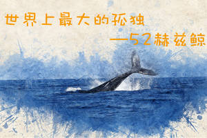 你听过52赫兹鲸的故事么?