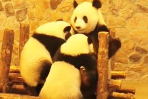 超萌大熊猫抱团玩耍,每一个动作都是一张表情图!完美