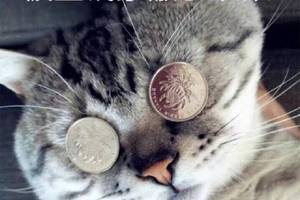 被金钱蒙蔽了双眼【表情包】