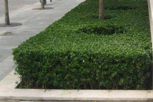 眼馋路边这植物?赶紧跟绿化师傅后头捡点,分分钟养出.