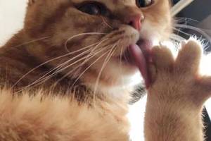 爱猫女孩用抖音锦鲤红包,为留守猫咪做八菜一汤年夜饭
