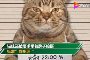 猫咪因违反外出禁令被逮捕 疑似惯犯举牌拍"罪犯照"