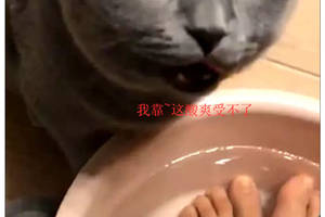 主人在泡脚,猫咪好奇尝了口洗脚水,随后的表情让人笑翻
