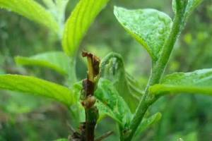 崂山野生茶芊罗叶功效作用