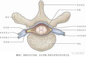 解剖 脊髓的外形:局部解剖,脊神经,脊髓的被膜