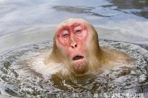 15只动物们被淋湿后的囧样,不忍直视,太过搞笑