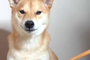 表情包 凶人表情包