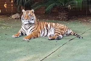 老虎坐姿好优美,越来越像只大猫了,眼神还是挺犀利的