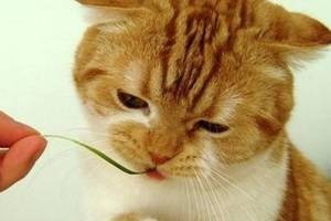 铲屎官用红烧肉调戏胖猫,猫咪的表情亮了,笑哭主人